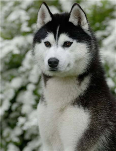 Hangi Köpek?