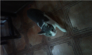 Que Animal Eres?