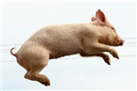 Renard Ou Cochon ?