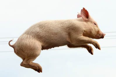 Cochon Ou Renard ?