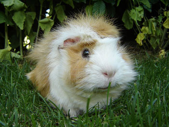 What Kind Of Guinea Pig Are You