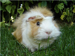 What Kind Of Guinea Pig Are You