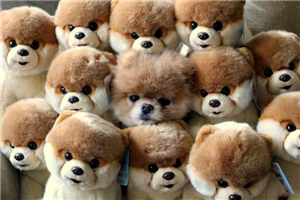 Que Peluhe Se Identifica Co Tigo