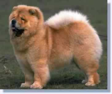 Kot Brytyjski Vs Chow-Chow