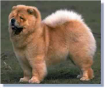 Kot Brytyjski Vs Chow-Chow
