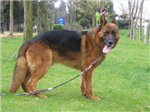 Hangi Köpeksin?
