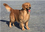 Hangi Köpek Sana Uygun?