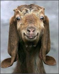 What Kind Of Farm Animal Are You?