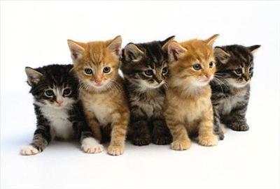 What Kind Of Animal Are You?
