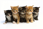 What Kind Of Animal Are You?