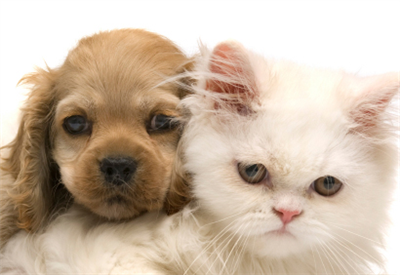Quelles Est Votre Animal Du Jours?