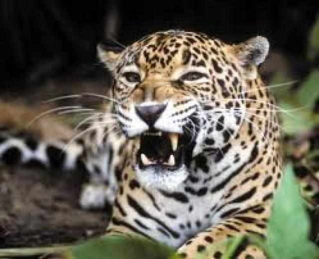 ¿Qué Tipo De Animal Eres?