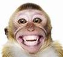 What Kind Of Monkey Are You?
