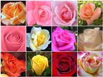 The Meaning Of Roses