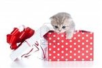 Gift A Cat