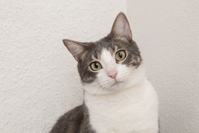 Kucing apa yang paling lucu