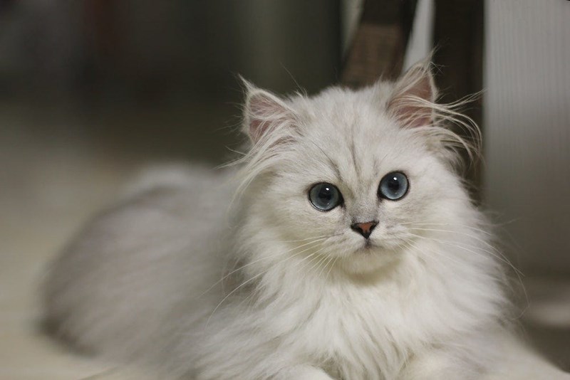 Kucing Persia 
