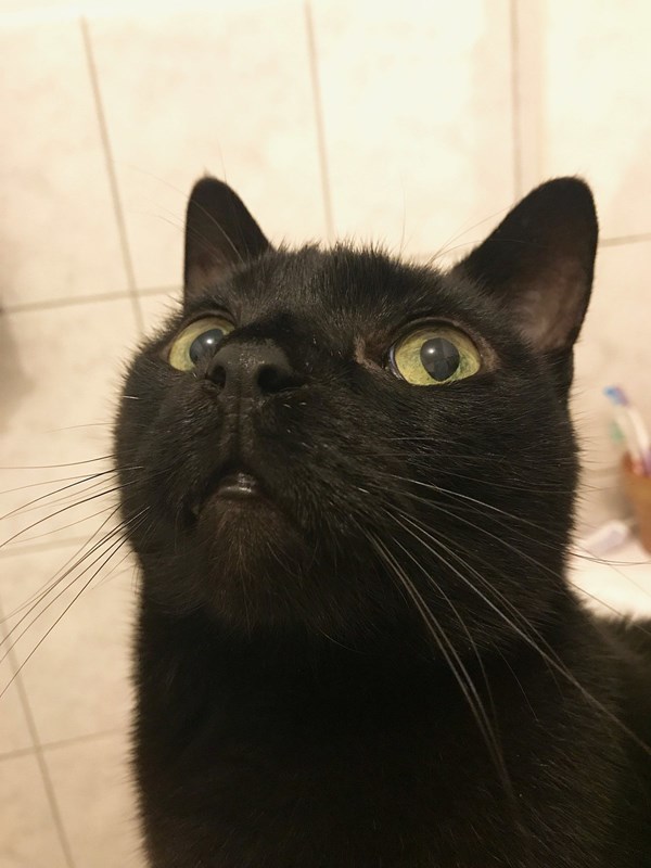 Kucing bombay