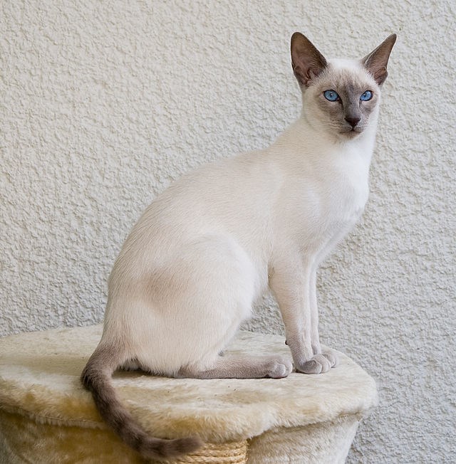 Kucing siam