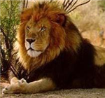 ¿Que Animal Fuiste En Tu Vida Anterior?