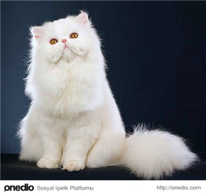 Hangi Kedi Size Uygun