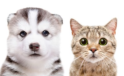 Hangi hayvan olduğunu öğren💐🎀🐈‍⬛🐕‍🦺