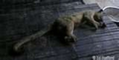 Wil U Become A Kinkajou Who Wil Fly A Fatso Goose
