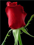 Happy Birthday To You