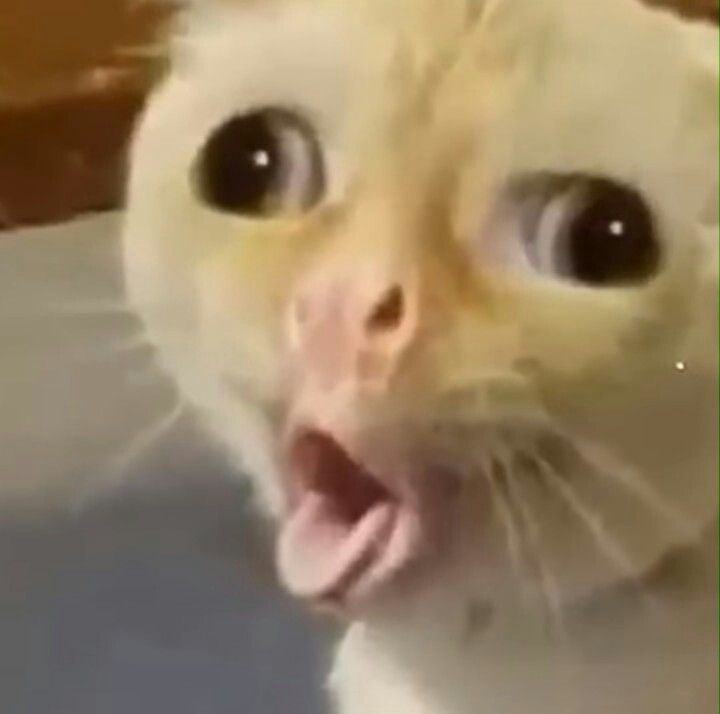 Apakah Anda Cat Lover Atau Dog Lover? 