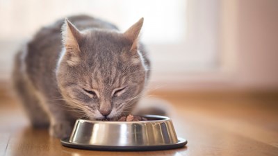 Kucing Apa Yang Cocok Untuk Anda