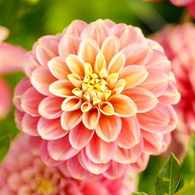 Quelle Fleur Es-Tu?