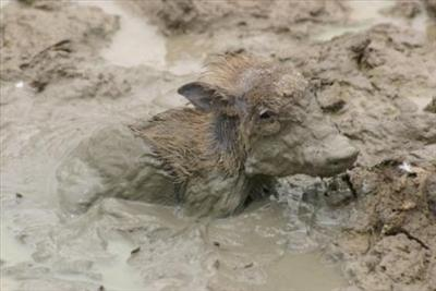 Are You Snickers Or Mud?