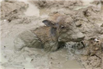 Are You Snickers Or Mud?