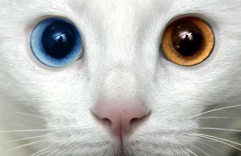 Hangi Kedi Türü Sana Uygun