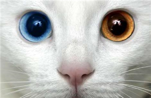 Hangi Kedi Türü Sana Uygun