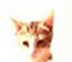 Kedi Testi Ile Kendinizi Tanıyın.Sadece Tek Soru!