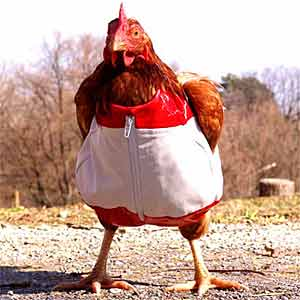 How Chicken Are You?