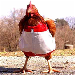 How Chicken Are You?