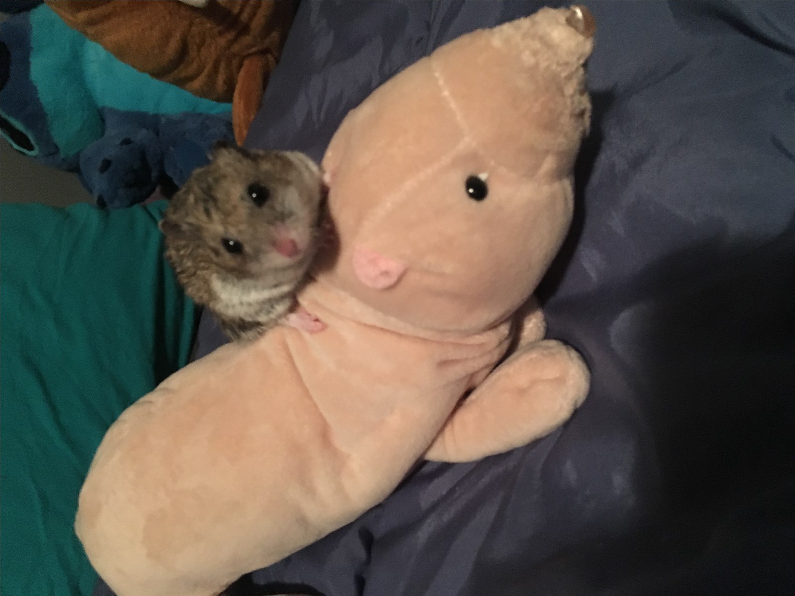 What Is My Sprit Animal