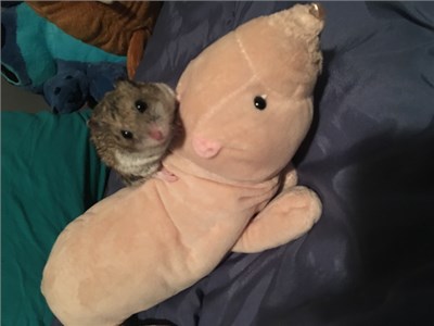 What Is My Sprit Animal