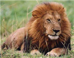 What Animal Are You?