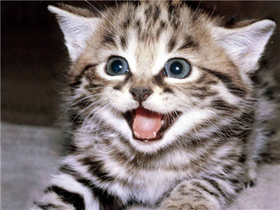 Kedi