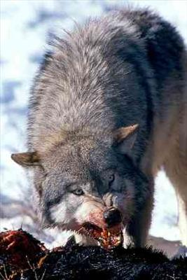 What Position In A Wolf Pack Are You?