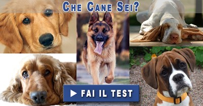 Che razza di cane sei 