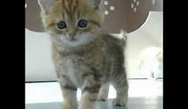 Quel Animal Vous Ressemble