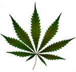 How Stoned Will You Get Today?