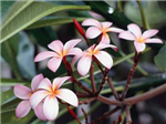 Will You Get A Kiss From Your Girl Friend Before 2