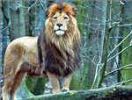 Which animal are you?