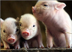 Send Pigs