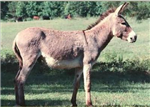 Hangi Hayvansın